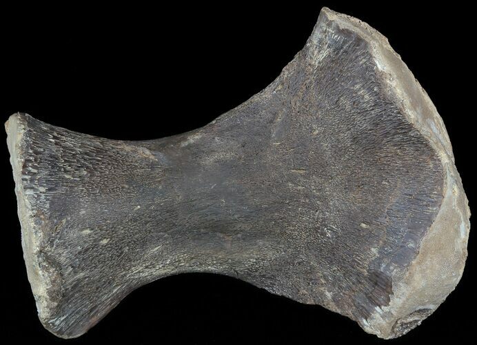Mosasaur (Clidastes) Radius - Kansas #49334